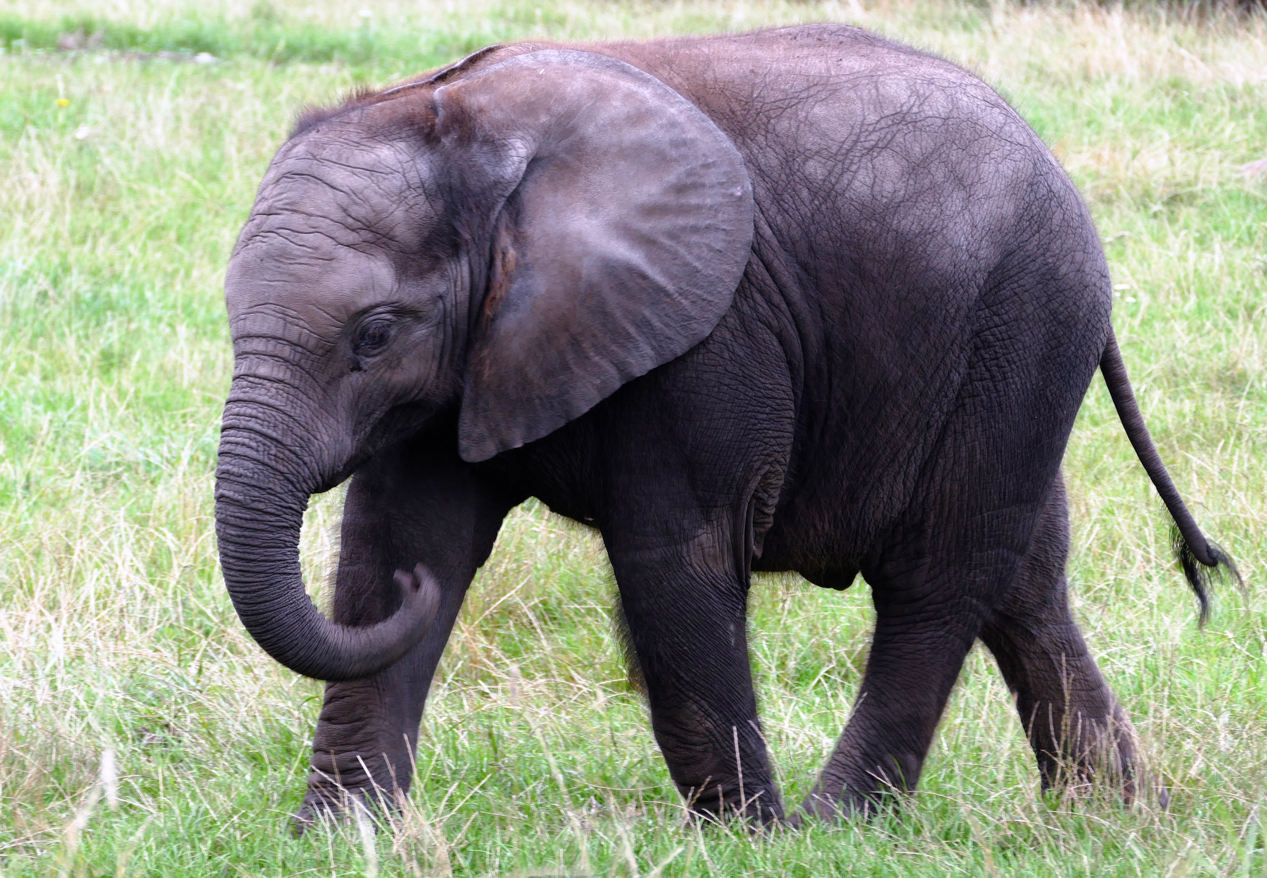 Elephant charity appoints former Jupiter AM veteran as CEO
