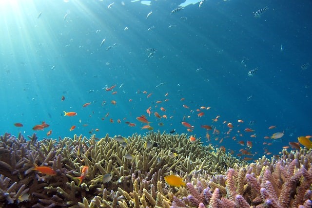 'The lungs of the planet' - how ocean investment can combat climate change